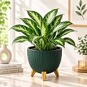 7 Inch Plastic Flower Pot for Indoor