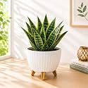 7 Inch Plastic Flower Pot for Indoor