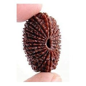 9stars natural 21 mukhi  face rudraksha from nepal original certified