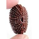 9STARS Natural 21 Mukhi | Face Rudraksha from Nepal Original Certified