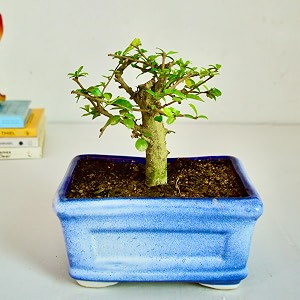 abana homes bonsai plant for home indoor - tree shape carmona flowering indoor bonsai plants