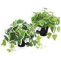 AceList 2 Pack Fake Plants Decor, Artificial Plants for Home Decor Indoor, Fake Ivy Potted Plants for Shelf Decor Realistic Faux Plants Indoor with Pot for Home Living Room Bedroom Office Decoration