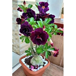 Adenium Live Plant with Pot Desert