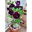 Adenium Live Plant with Pot Desert