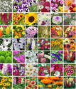 Aero Seeds Combo of 40 Variety 3000+ Flower Seeds Combo Pack Seed
