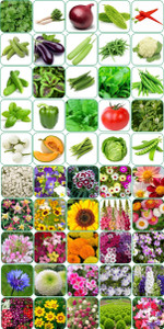 aero seeds 50 variety25 flower and 25 vegetable seeds combo pack with instruction manual seed 50 per packet