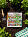 Aero Seeds AE_50F+50V Seed