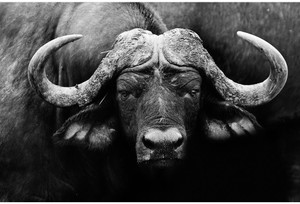 artzfolio african cape buffalo unframed paper poster 18inch x 12inch 457cms x 305cms paper print 12 inch x 18 inch rolled
