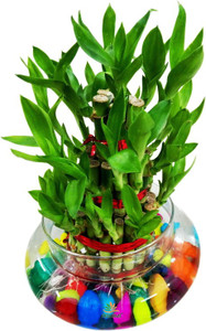 agami three layer bamboo plant  sapling