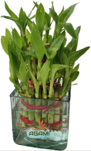 agami three layer bamboo plant  sapling