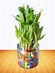 agami three layer bamboo plant  sapling