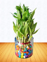 AGAMI Three Layer Bamboo Plant  sapling