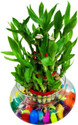 AGAMI Three Layer Bamboo Plant  sapling