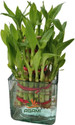 AGAMI Three Layer Bamboo Plant  sapling