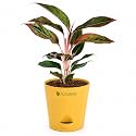Aglaonema Red Live Indoor Plant with Pot