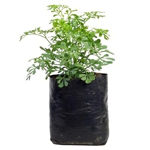 agrivision 5x7 inch black nursery bags  uv coated grow bags for seedlings amp plants pack of 200