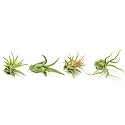 Air Plant Low Light House Plants Box (8PK), Easy Pet Friendly Houseplants