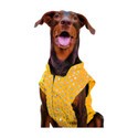 ALCAZAR Dress for Dog