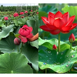 all season beautiful big hybrid red bowl lotus tuber root nelumbo nucifera  live flower plant for pond amp home garden  red  blooms 30-40 days
