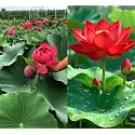 All Season Beautiful Big Hybrid Red Bowl Lotus Tuber Root (Nelumbo nucifera) – Live Flower Plant for Pond &amp; Home Garden | Red | Blooms 30-40 Days
