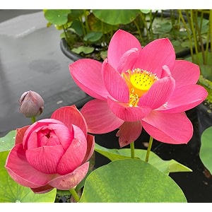 all season micro hybrid lotus tuber combo pack of 2 nelumbo nucifera  2 live roots for pond tub amp terrace  mixed colours  blooms 30-40 days  full sun