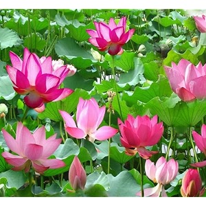 all time beautiful pink micro lotus tuber root nelumbo nucifera  healthy live aquatic plant easy to grow  pink blooms  for pond amp water garden