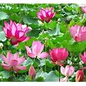 All Time Beautiful Pink Micro Lotus Tuber Root (Nelumbo nucifera) – Healthy Live Aquatic Plant, Easy to Grow | Pink Blooms | For Pond &amp; Water Garden