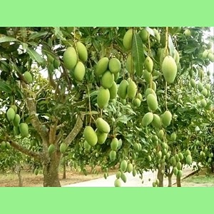 all time chok anan mango live plant