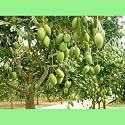 all time chok anan mango live plant