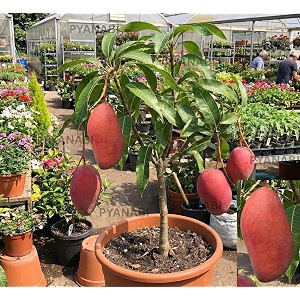 All Time Mango Plant Japanese Variety Grafted