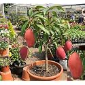 All Time Mango Plant Japanese Variety Grafted