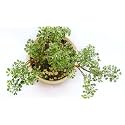 Alleria Live Plant with Pot Beautiful