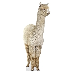 Alpaca - Life Size Cardboard Cutout Standup