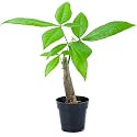 Altman Plants, Live Money Tree Plant, Pachira Aquatica Money Tree, Feng Shui Money Tree Pachira Aquatica Plant, Pachira Plant Bonsai Tree in Planter Pot with Soil, Money Tree Plant Indoor Plants