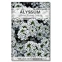 Navika Seeds ; Grow with Us Alyssum White Flower Seeds For Home Gardening. Perfect For Terrace Gardening Winter And Summer Blooms In India - Includes Free E-Book