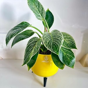 amalya farms air purifying striped birkin variegated indoor live plants with self watering pot for table kitchen amp desk decor  rare imported plant  the most unique planter with table-top legs 
