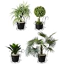 Amazon Brand - Solimo Metal Hanging Flower Pot Holder (Black, Set of 4) | Railing Potted Metal Plant Stand for Home Balcony Décor