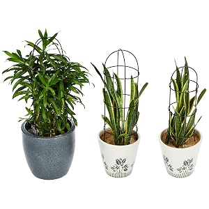 amazon brand - solimo trellis plant support stands set of 3  stand for climbing plants for home garden  plant climber support  climber and creeper support stands  stylish support metal stands