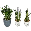Amazon Brand - Solimo Trellis Plant Support Stands (Set of 3) | Stand for Climbing Plants for Home Garden | Plant Climber Support | Climber and Creeper Support Stands | Stylish Support Metal Stands