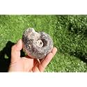 Ammonite Fagesia Ammonite Fossil Rare Ammonite Fossil Natural Fossil from Morocco A32