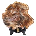 Amogeeli Natural Petrified Wood Slice Stone Specimen with Wooden Stand, Irregular Mineral Crystal Decoration for Home &amp; Office