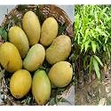 Amrapali Mango Plant Grafted Height 2-3 Feet