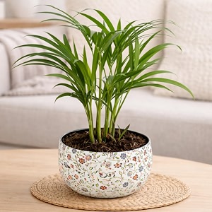 amulya farms indoor plants for home  areca palm plant in premium floral print metal pot  air purifying plants for home  live plants with pots for living room and office decoration