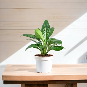 amulya farms air purifying white peace lily spathiphyllum indoor live plants for living room home office table kitchen amp desk decor items  black pot amp free fertiliser included 