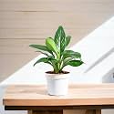 Amulya Farms Air Purifying White Peace Lily (Spathiphyllum) Indoor Live Plants for Living Room, Home, Office, Table, Kitchen &amp; Desk Decor items | Black Pot &amp; FREE FERTILISER Included |