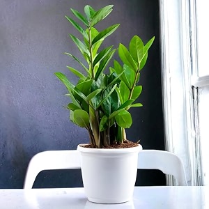 amulya farms air purifying z z plant zamioculcas zamiifolia indoor live plants for living room home office table kitchen amp desk decor items  black pot amp free premium fertiliser included 