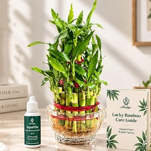 amulya farms 3 layer lucky bamboo plant for feng shui large  bamboo plants for home decoration  lucky bamboo plants for home indoor  table plants for office desk in flora pot