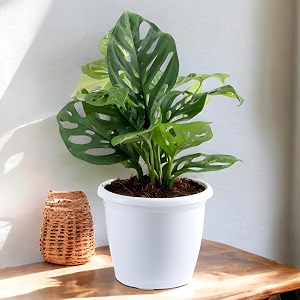 amulya farms amp nursery air purifying broken heart indoor live plants for living room home office table kitchen amp desk decor  black pot amp free fertiliser included 