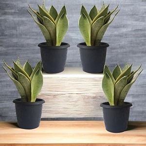 amulya farms amp nursery air purifying indoor plants for living room home amp office decor  black pots included tall combo