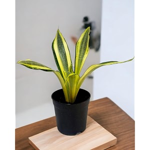 amulya farms amp nursery air purifying indoor live golden sansevieria plants for living room home amp office decor  black pots included snake plant